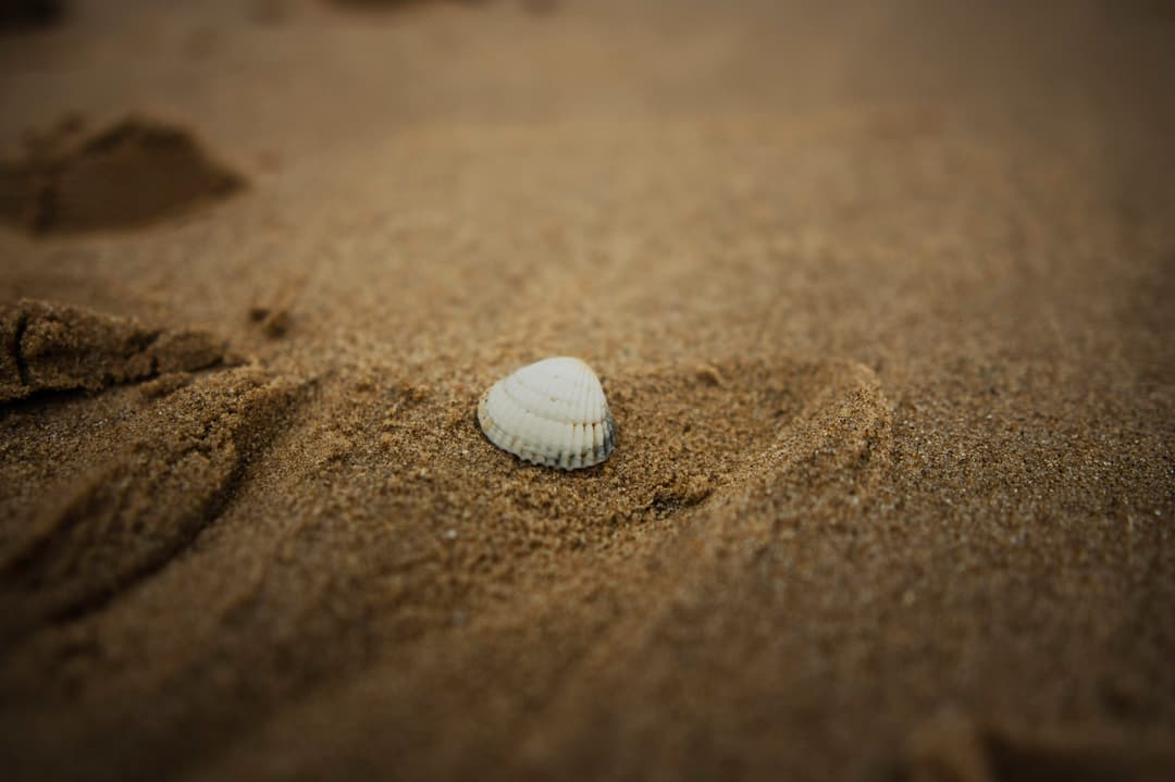 lone white shell in sandy beach, in close focus