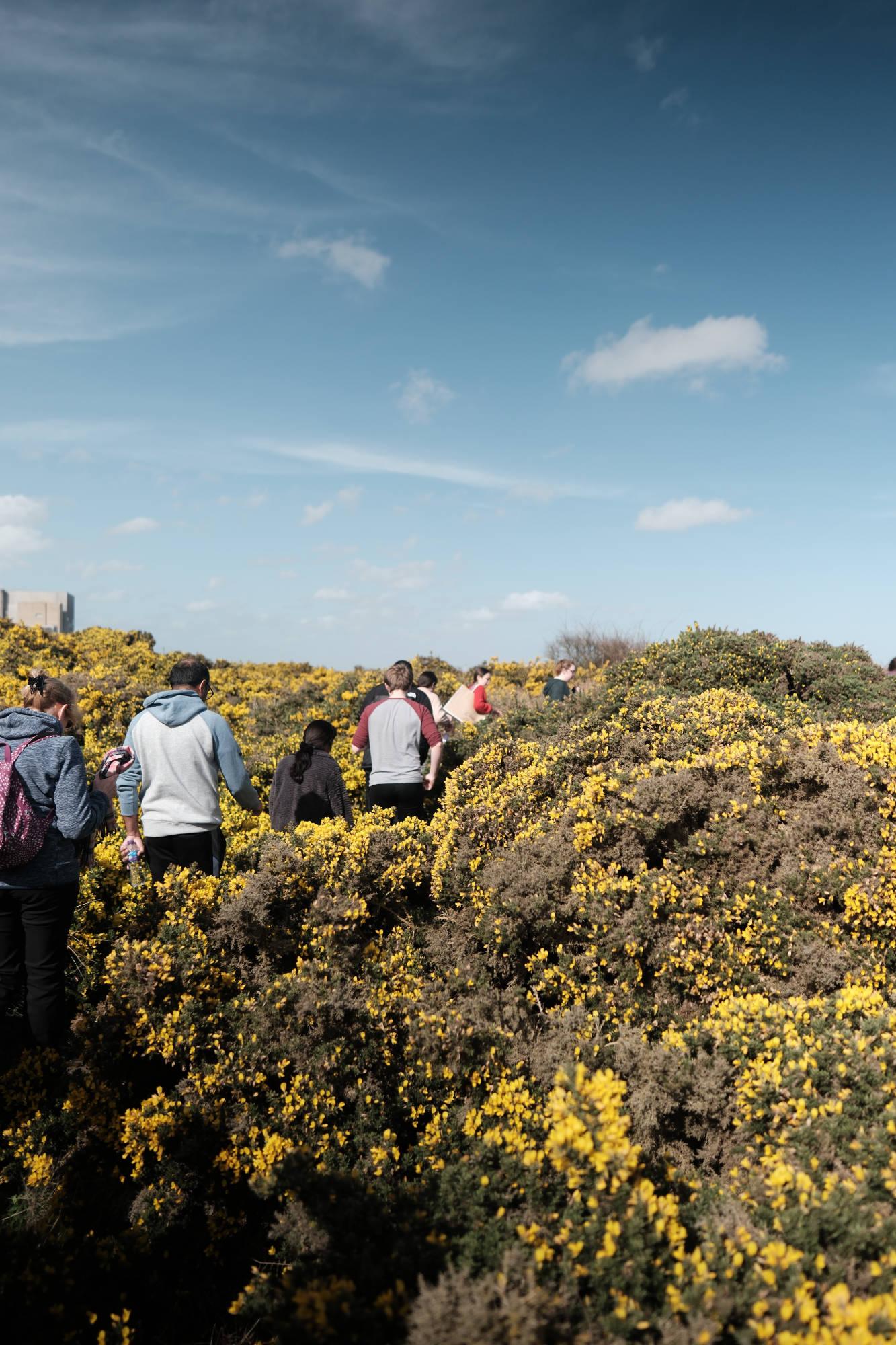 group of people walking in a line along a path with yellow flowers on either side