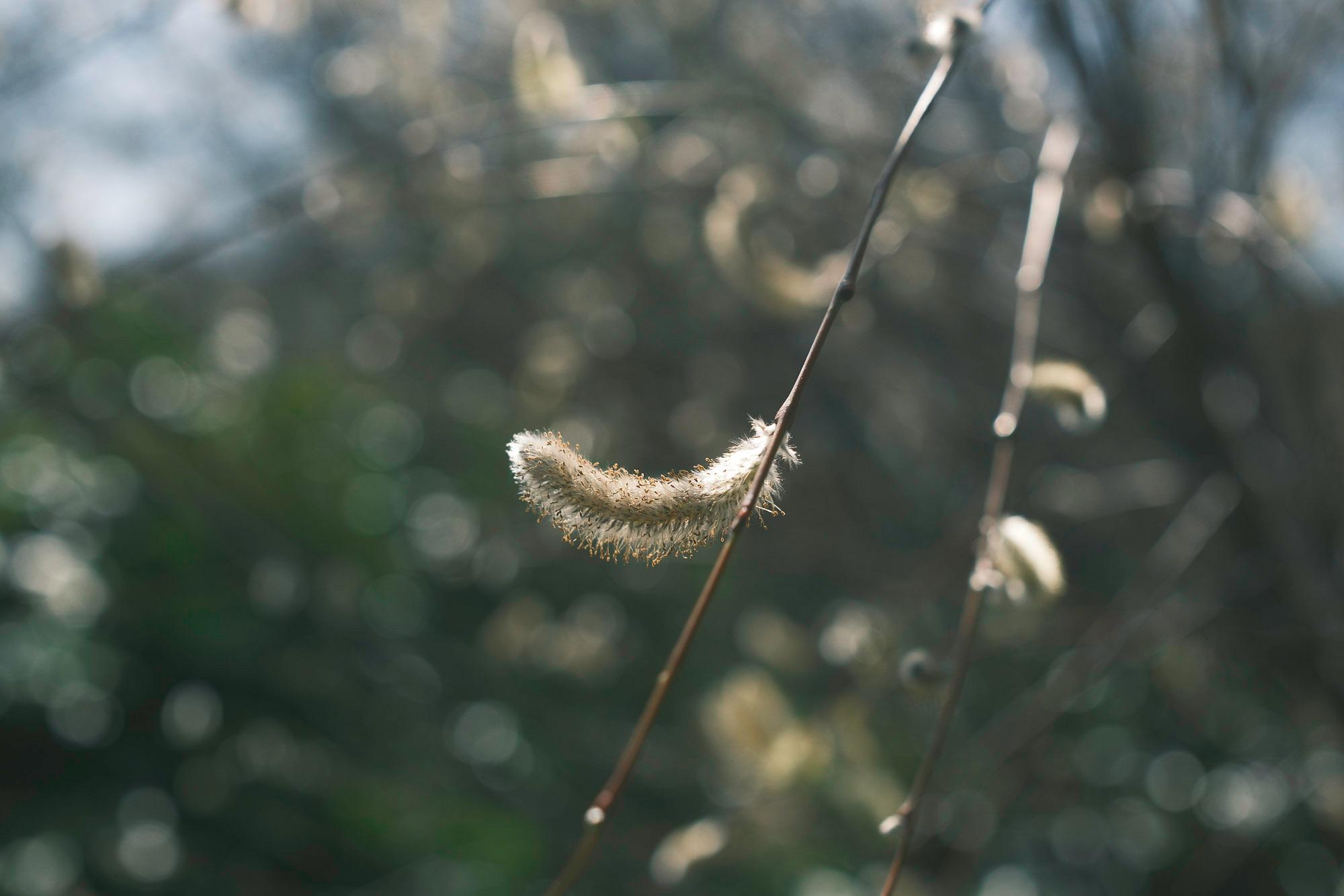 single downy willow leaf on a willow tree with glistening silver, silky strands