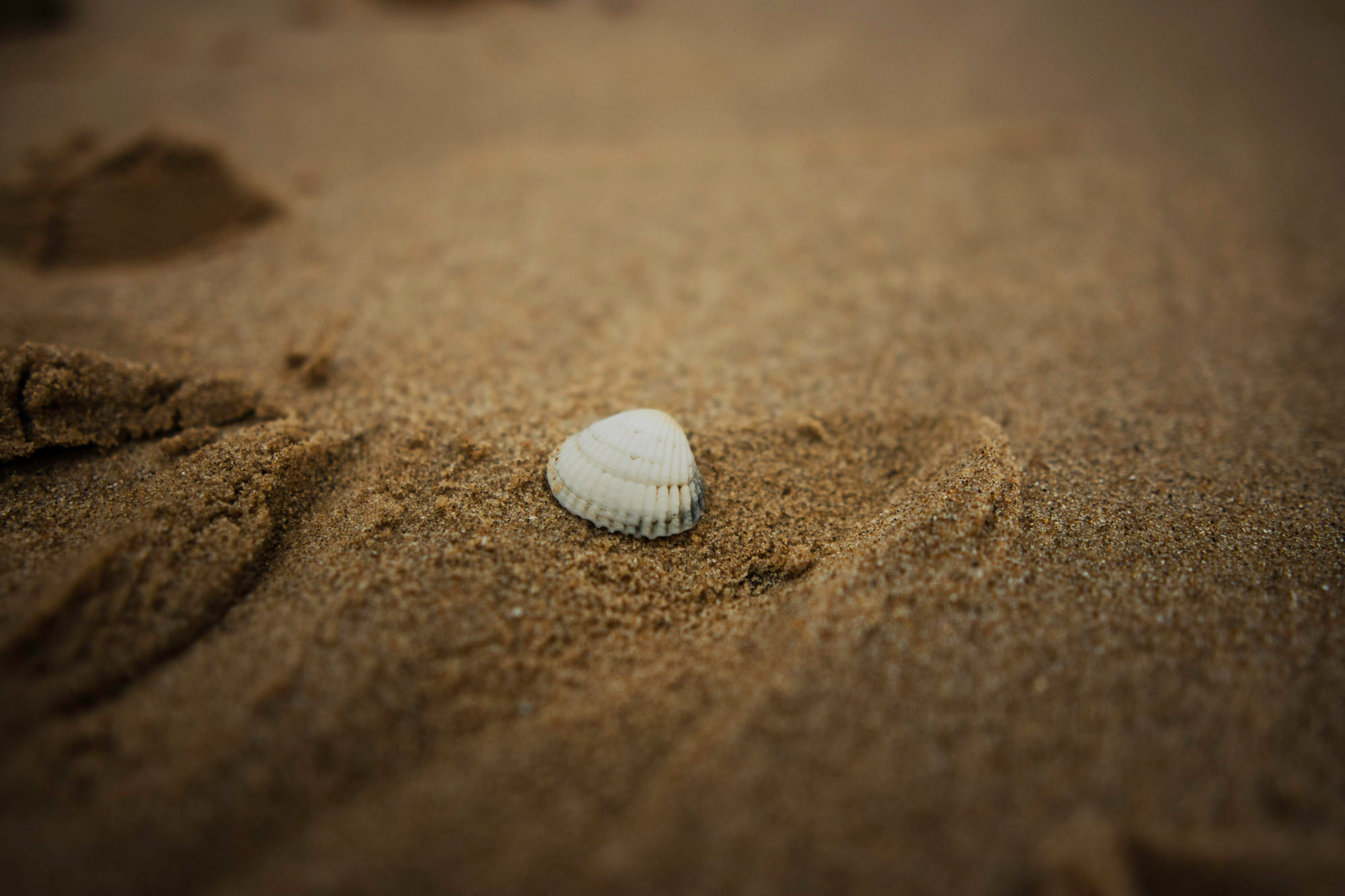 lone white shell in sandy beach, in close focus